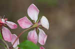 Southern crabapple